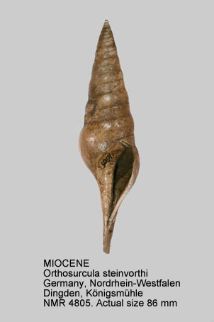 MIOCENE Orthosurcula steinvorthi.jpg - MIOCENEOrthosurcula steinvorthi(Koenen,1872)